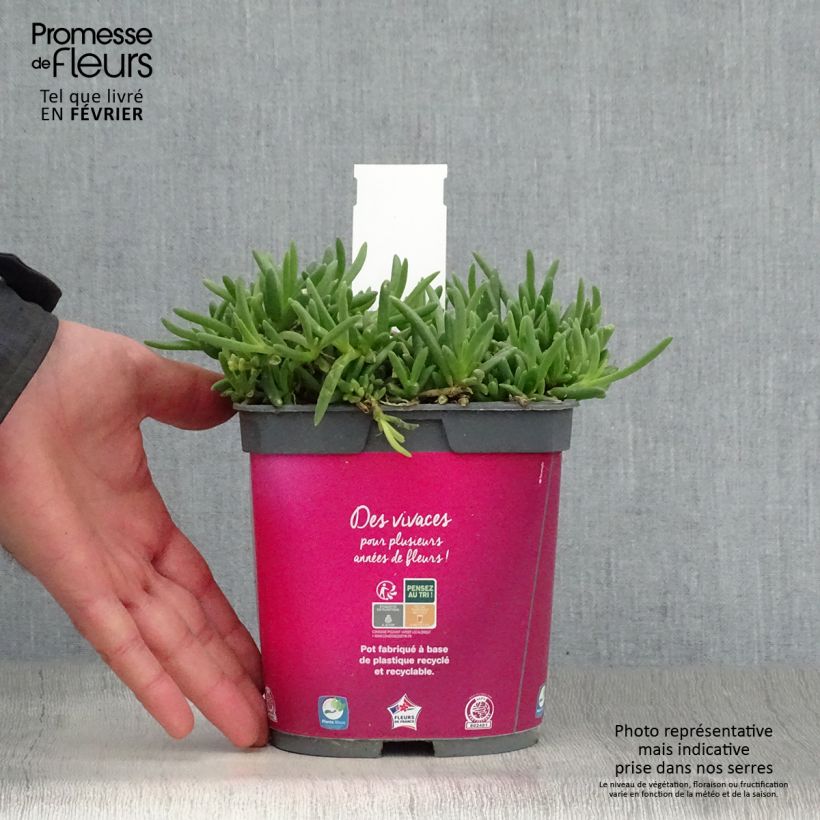 Example of Delosperma cooperi - Pourpier de Cooper Pot van 2 l/3 l as you get in hiver