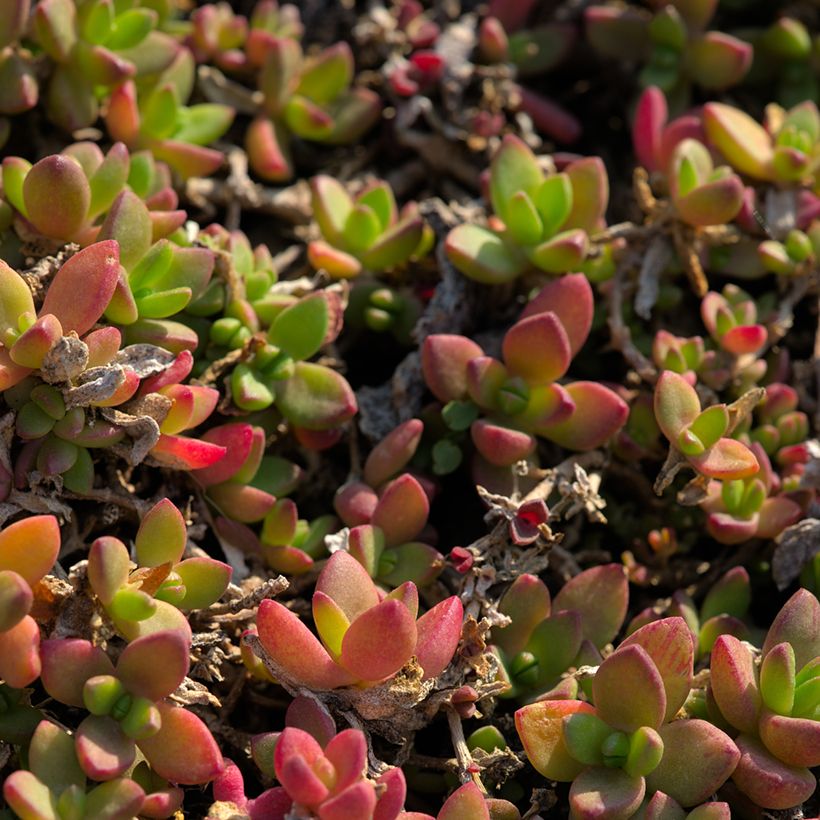 Delosperma lineare - Ijsbloem (Foliage)
