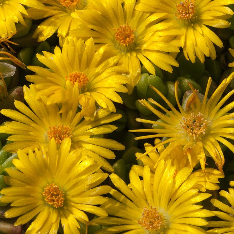 Delosperma lineare - Ijsbloem (Flowering)