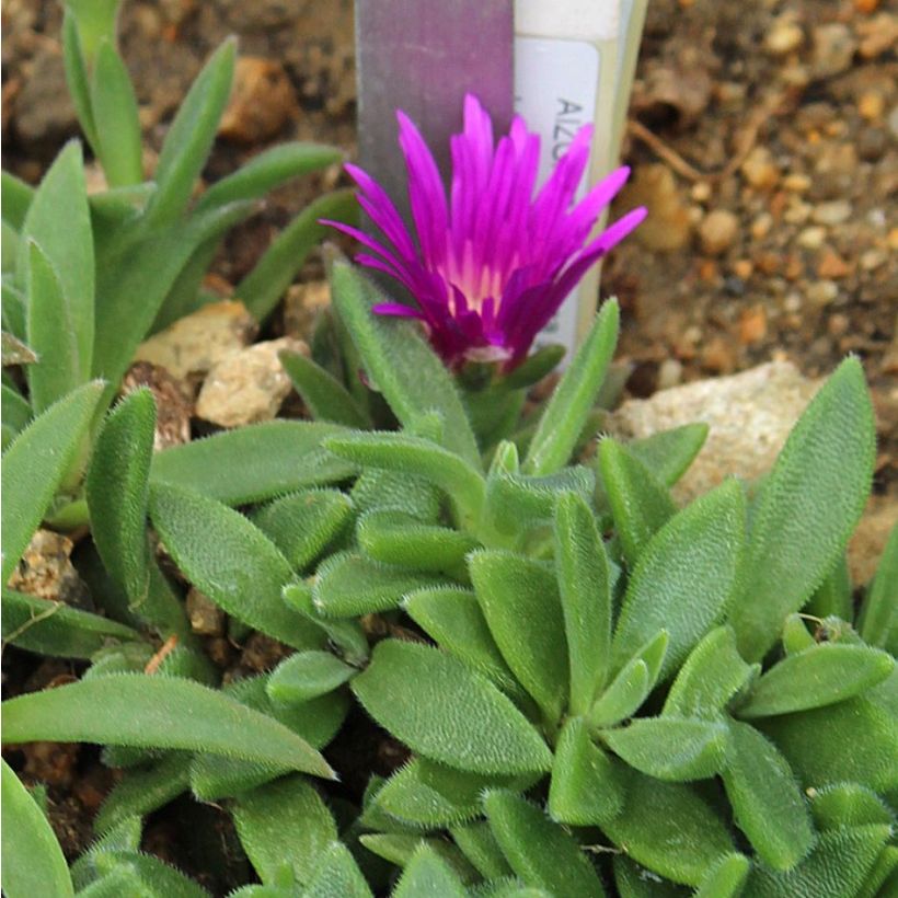 Delosperma sutherlandii - Ijsbloem (Foliage)
