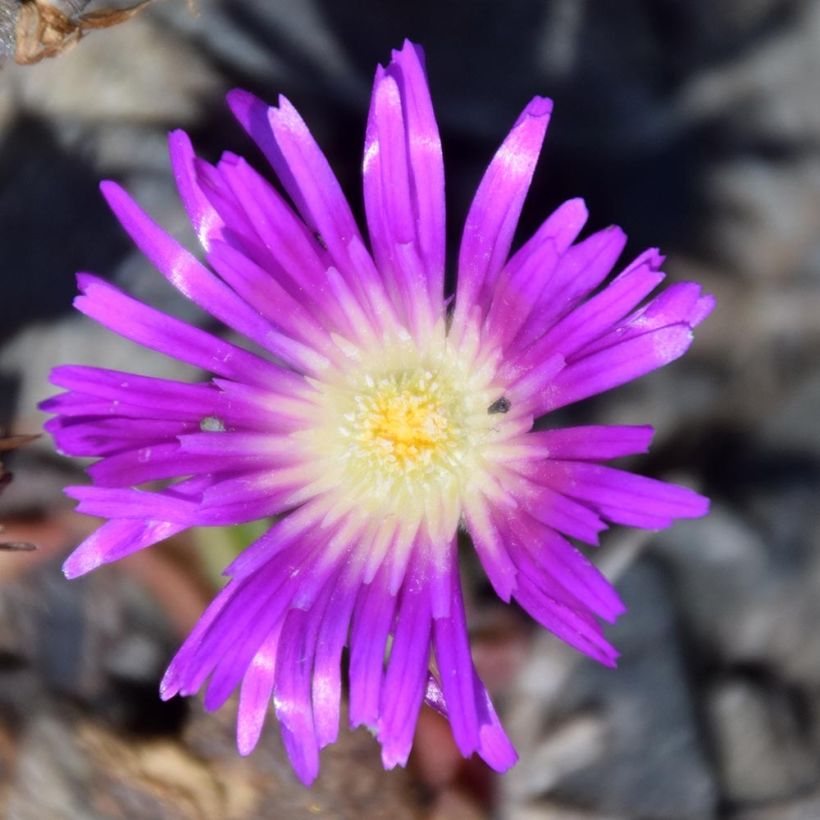 Delosperma sutherlandii - Ijsbloem (Flowering)