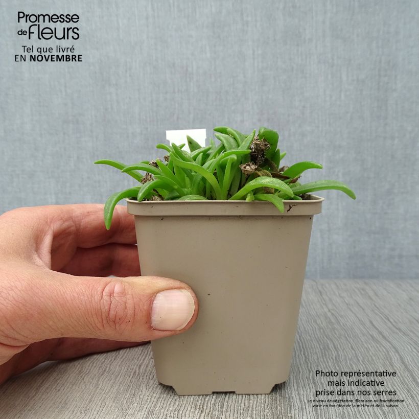 Exemplaar van Delosperma sutherlandii - IJsbloem Kweekpotje van 8/9 cm zoals geleverd in de herfst