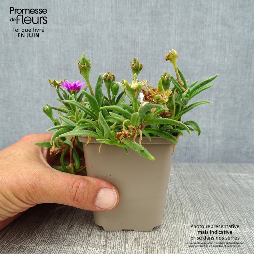 Exemplaar van Delosperma sutherlandii - IJsbloem Kweekpotje van 8/9 cm zoals geleverd in de zomer