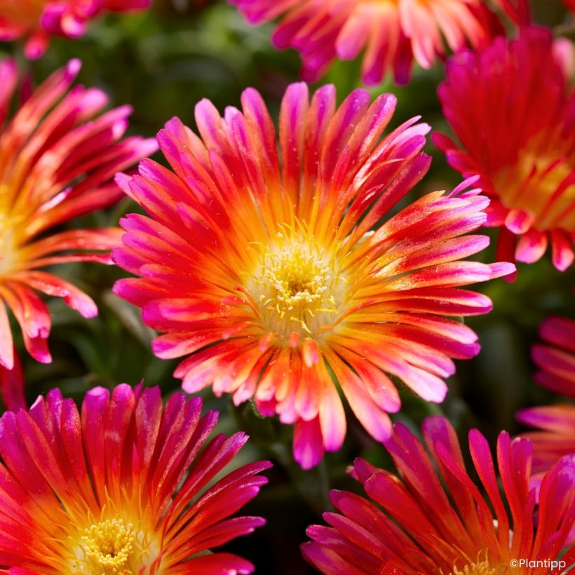 Delosperma Ocean Sunset Orange Glow (Bloei)