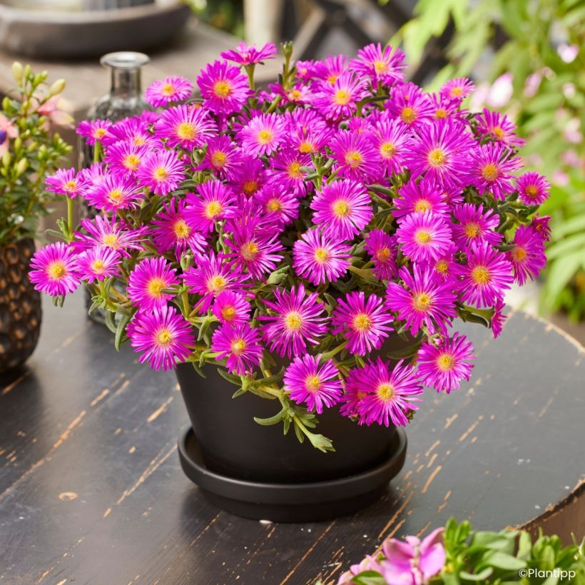 Delosperma Ocean Sunset Violet (Groeiplaats)