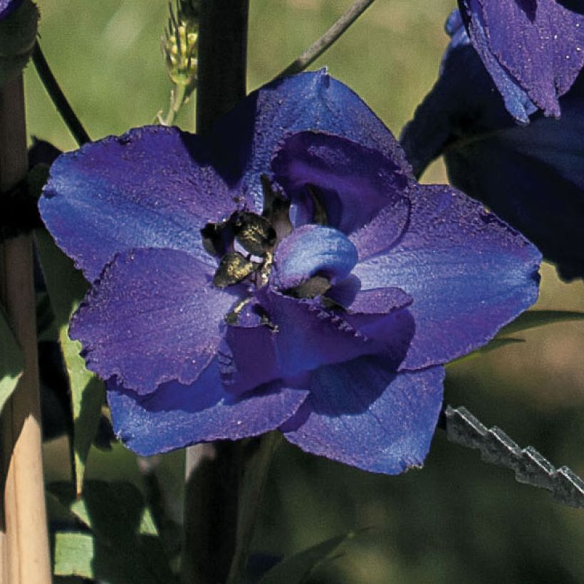 Delphinium Pacific Black Knight - Ridderspoor (Flowering)