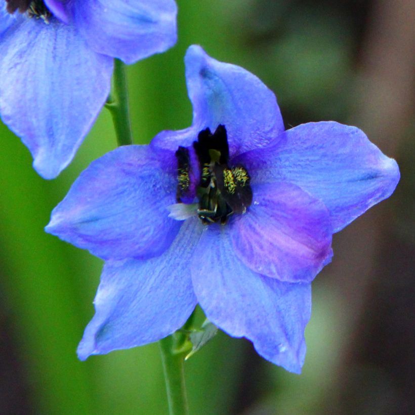 Delphinium Pacific-hybrid Blauwal - Ridderspoor (Bloei)