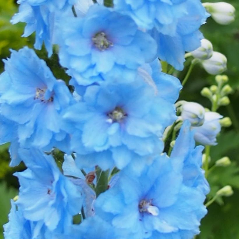 Delphinium Blue Lace - Ridderspoor (Bloei)
