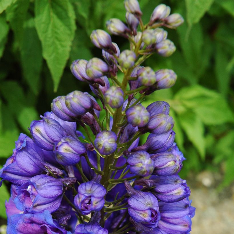 Delphinium Pacific-hybrid Blue Triumphator - Ridderspoor (Groeiplaats)