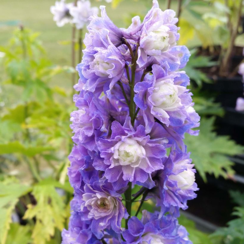 Delphinium elatum Highlander Bolero - Ridderspoor (Flowering)
