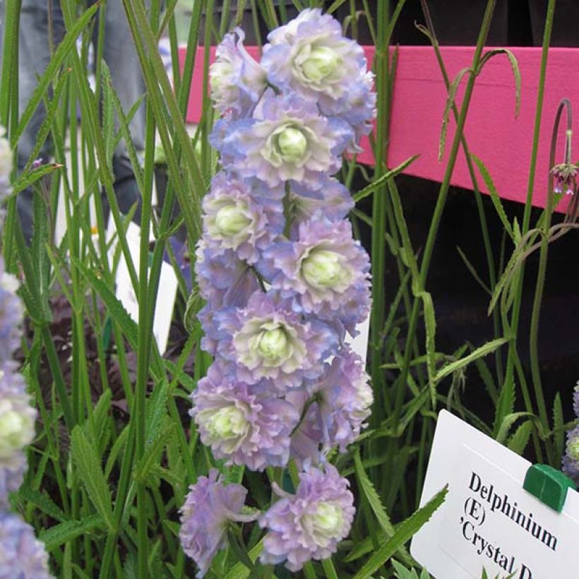 Delphinium Crystal Delight - Ridderspoor (Bloei)