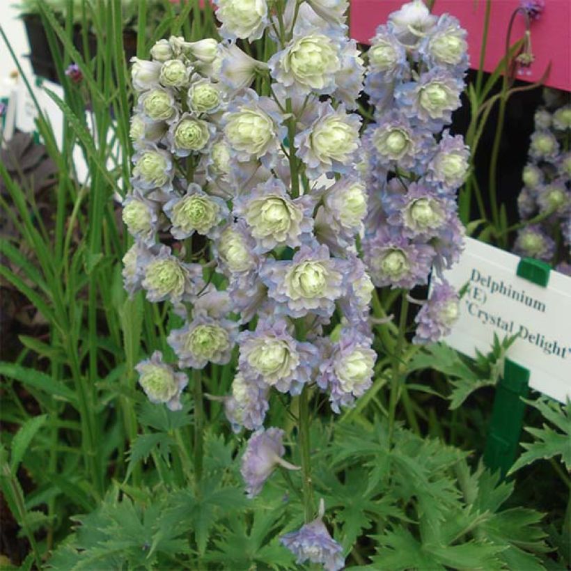Delphinium Crystal Delight - Ridderspoor (Groeiplaats)