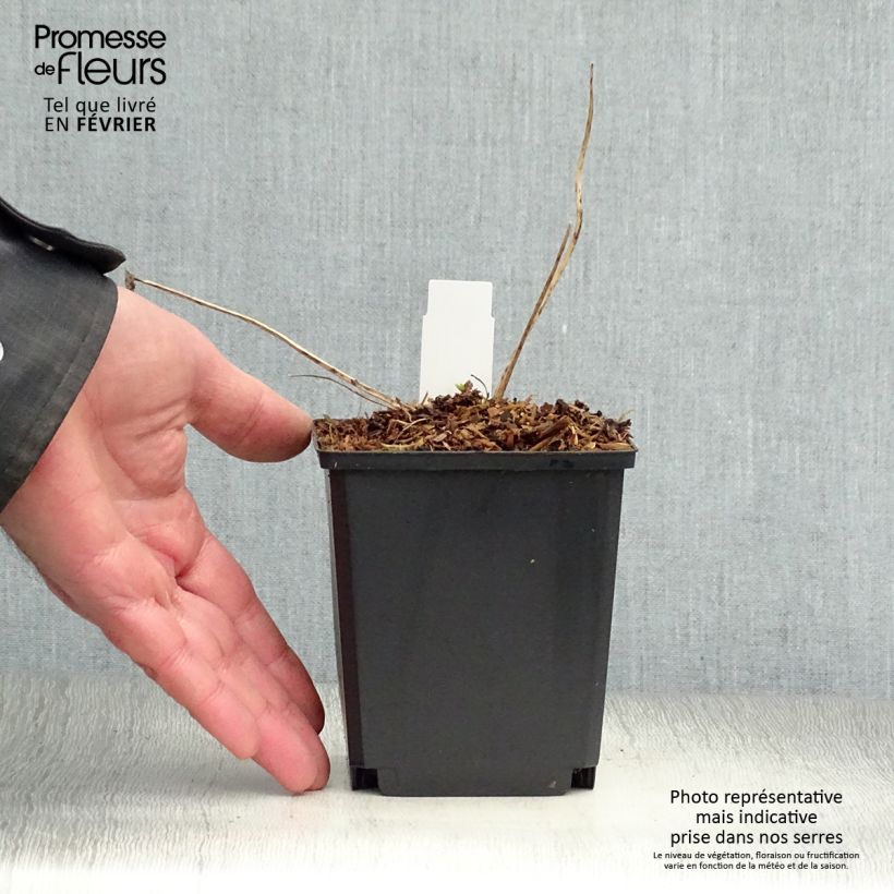 Exemplaar van Delphinium Crystal Delight - Ridderspoor Pot van 10 cm/11 cm zoals geleverd in de winter