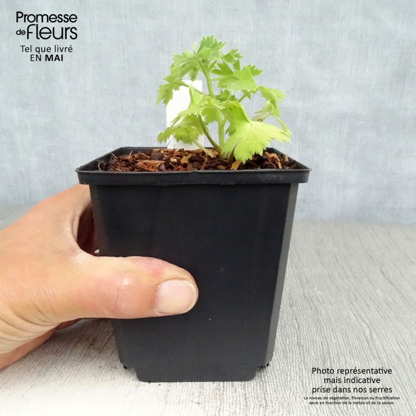 Exemplaar van Delphinium Crystal Delight - Ridderspoor Pot van 10 cm/11 cm zoals geleverd in de lente