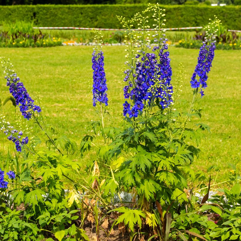Delphinium Pacific-hybrid Magic Fountain Dark Blue-White - Ridderspoor (Groeiplaats)