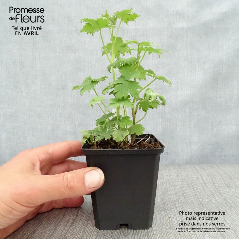 Exemplaar van Delphinium Pacific-hybrid Magic Fountain Dark Blue-White - Ridderspoor Kweekpotje van 8/9 cm zoals geleverd in de lente