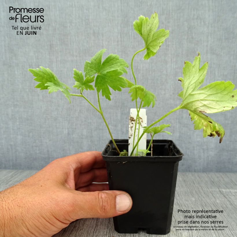 Exemplaar van Delphinium Pacific-hybrid Magic Fountain Dark Blue-White - Ridderspoor Kweekpotje van 8/9 cm zoals geleverd in de zomer