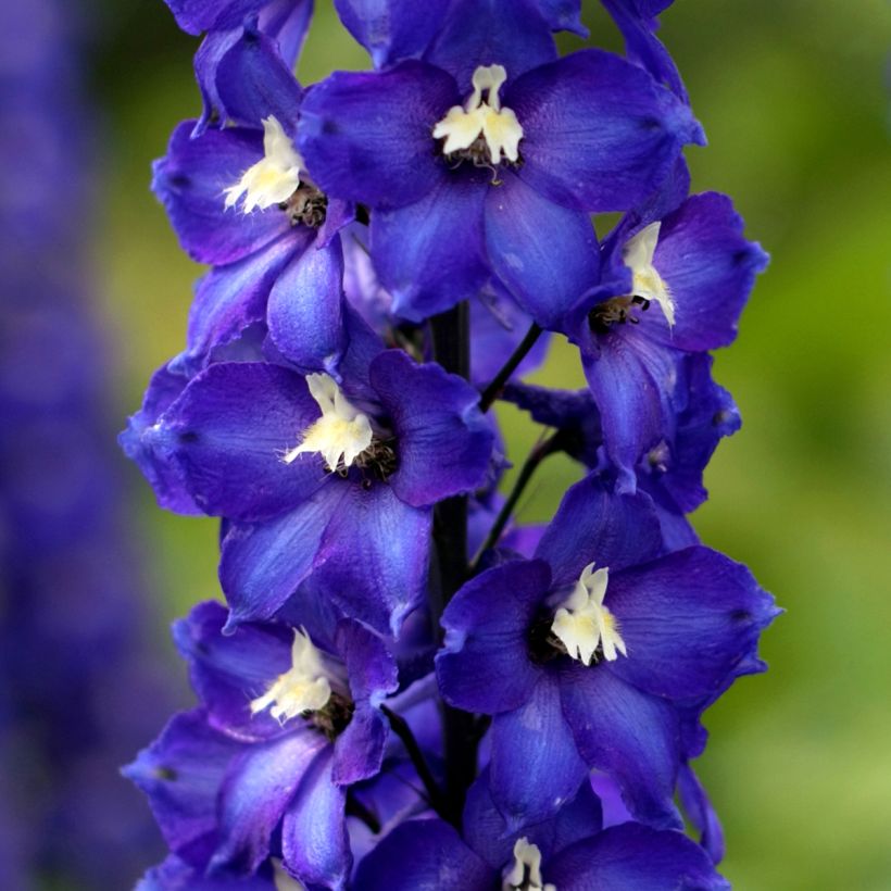Delphinium Pacific-hybrid Magic Fountain Dark Blue-White - Ridderspoor (Bloei)