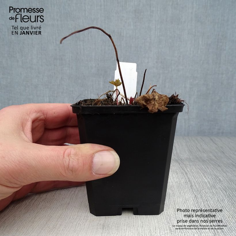 Example of Delphinium Deep Rose-White Bee - Ridderspoor Kweekpotje van 8/9 cm as you get in hiver