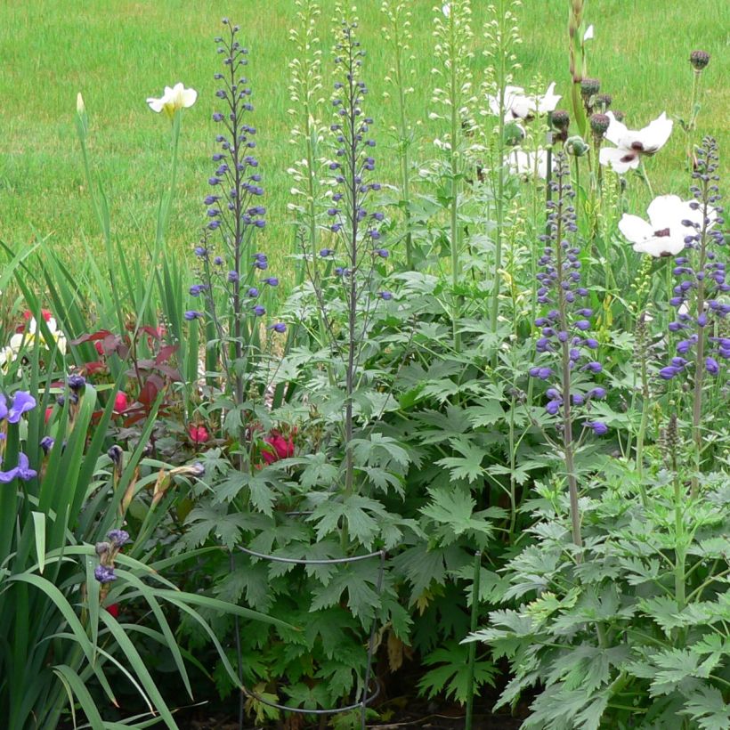 Delphinium Dusky Maiden - Ridderspoor (Groeiplaats)
