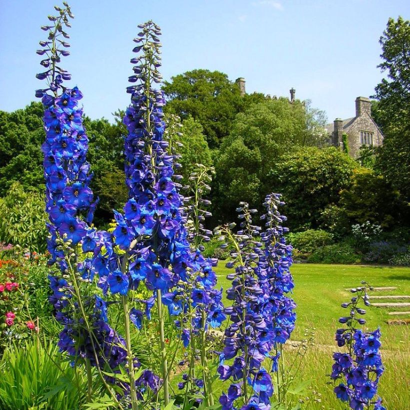 Delphinium cultorum Finsteraarhorn - Ridderspoor (Groeiplaats)