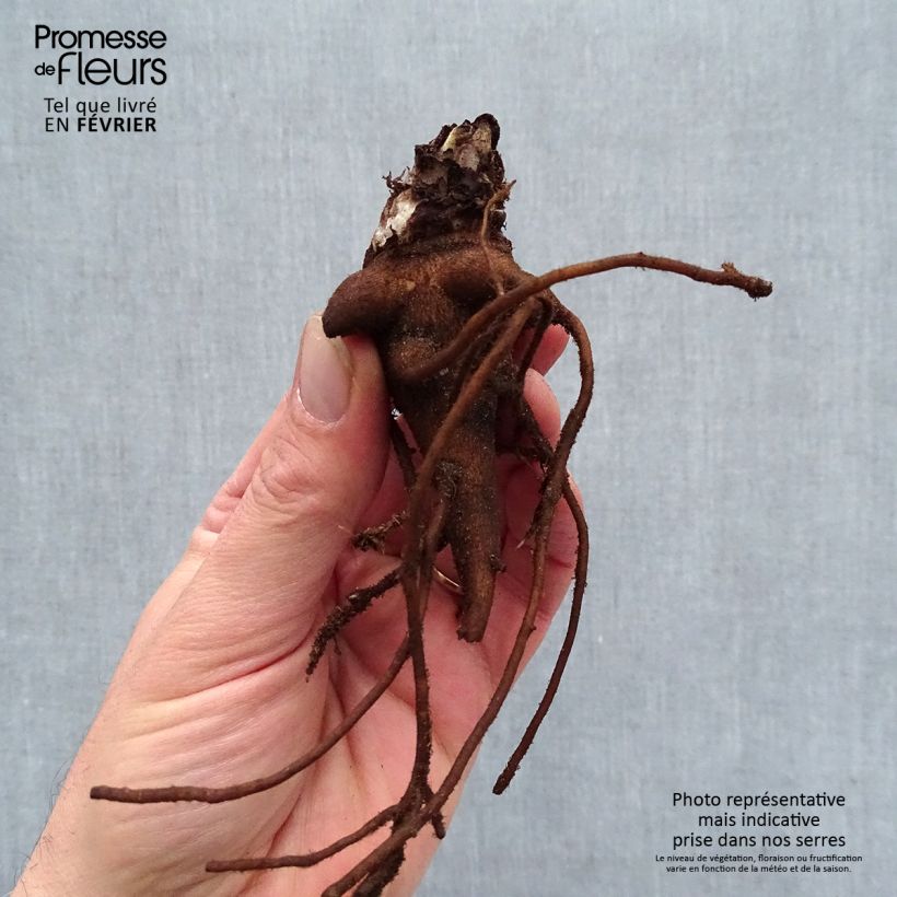 Exemplaar van Delphinium Highlander Blueberry Pie - Ridderspoor Naakte wortel zoals geleverd in de winter