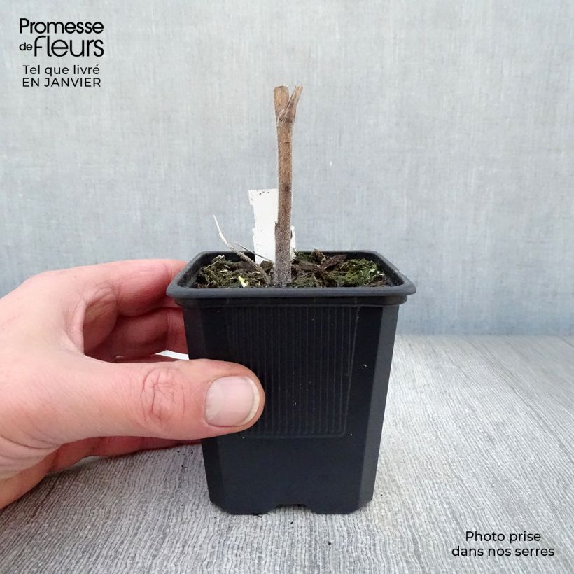 Example of Delphinium Highlander Bolero - Pied d'alouette vivace Kweekpotje van 8/9 cm as you get in hiver