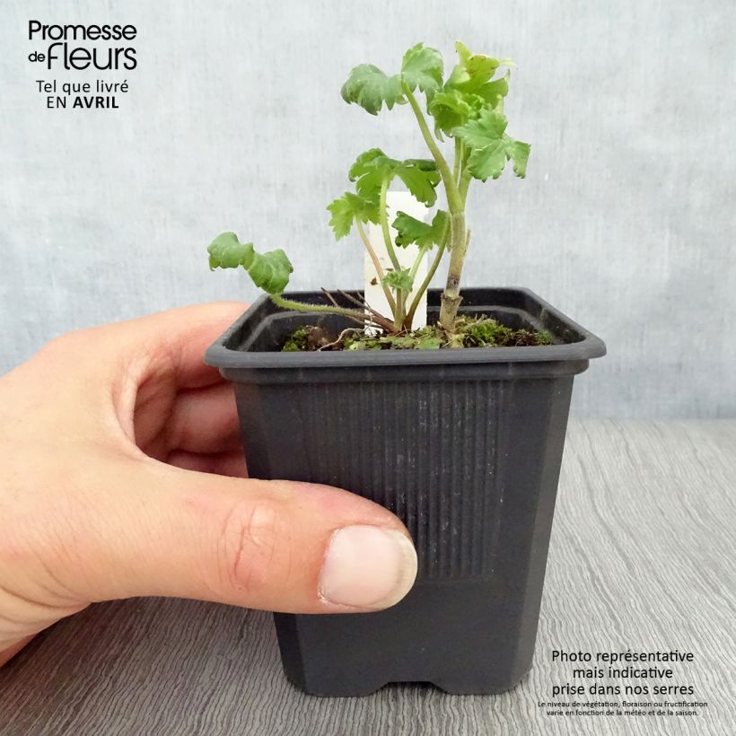 Exemplaar van Delphinium elatum Highlander Bolero - Ridderspoor Kweekpotje van 8/9 cm zoals geleverd in de lente