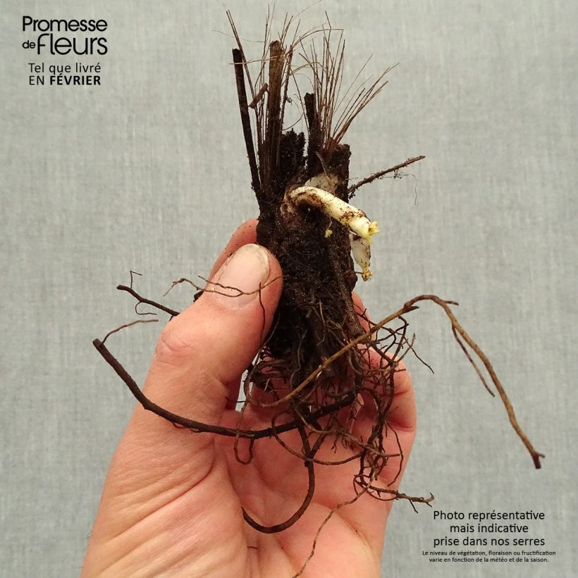 Example of Delphinium Highlander Bolero - Pied d'alouette vivace Naakte wortel as you get in hiver