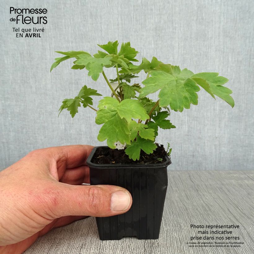 Exemplaar van Delphinium Highlander Cha Cha - Ridderspoor Kweekpotje van 8/9 cm zoals geleverd in de lente