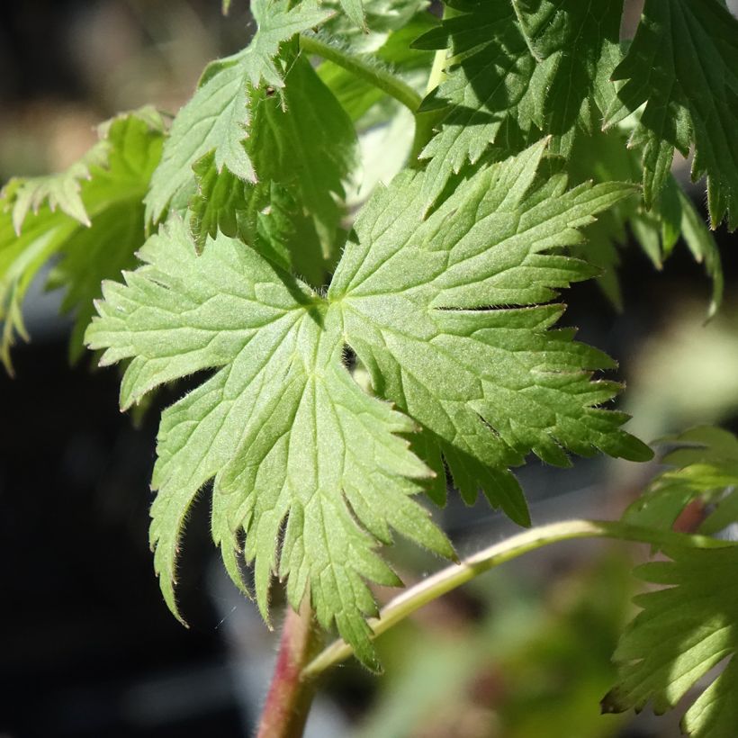 Ridderspoor Highlander Flamenco - Delphinium (Blad)