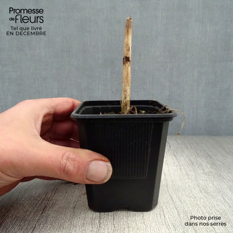 Example of Delphinium Highlander Flamenco - Pied d'Alouette vivace  Kweekpotje van 8/9 cm as you get in hiver