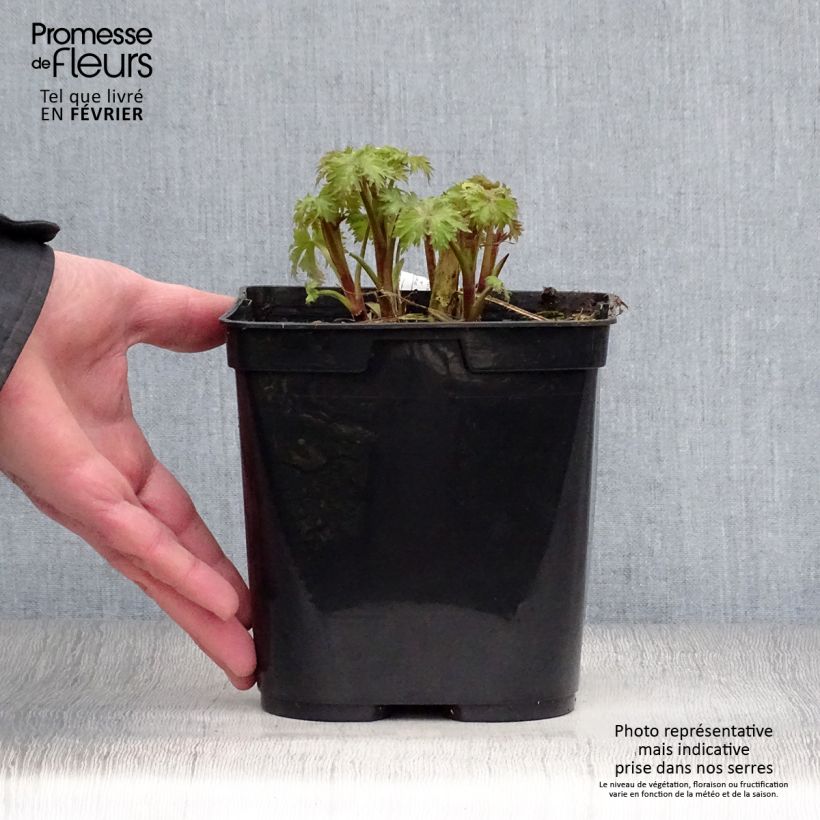 Example of Delphinium Highlander Flamenco - Pied d'Alouette vivace  Pot van 2 l/3 l as you get in hiver