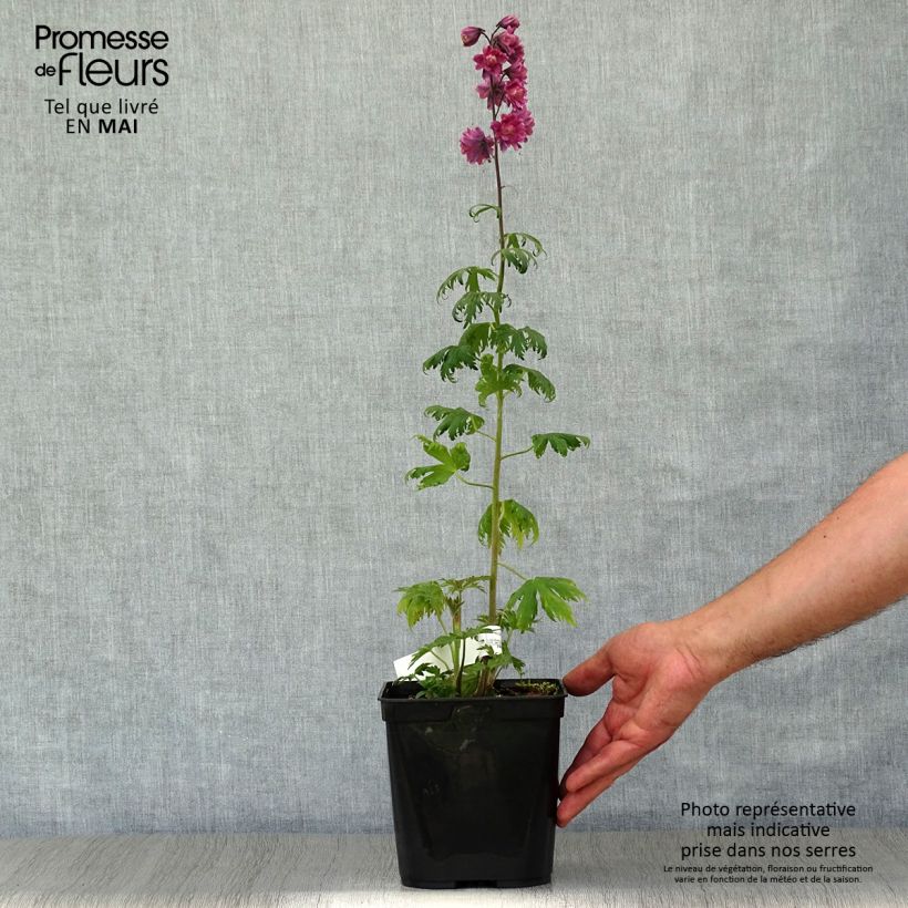 Exemplaar van Ridderspoor Highlander Flamenco - Delphinium Pot van 2 l/3 l zoals geleverd in de lente