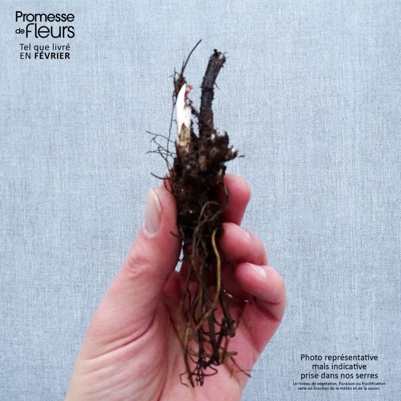 Example of Delphinium Highlander Flamenco - Pied d'Alouette vivace  Naakte wortel as you get in hiver