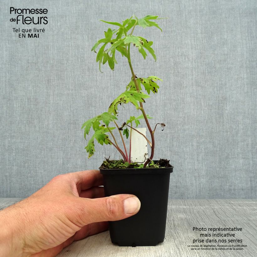 Exemplaar van Delphinium elatum Highlander Samba - Ridderspoor Kweekpotje van 8/9 cm zoals geleverd in de lente