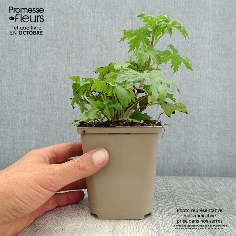 Exemplaar van Delphinium elatum Highlander Samba - Ridderspoor Kweekpotje van 8/9 cm zoals geleverd in de herfst