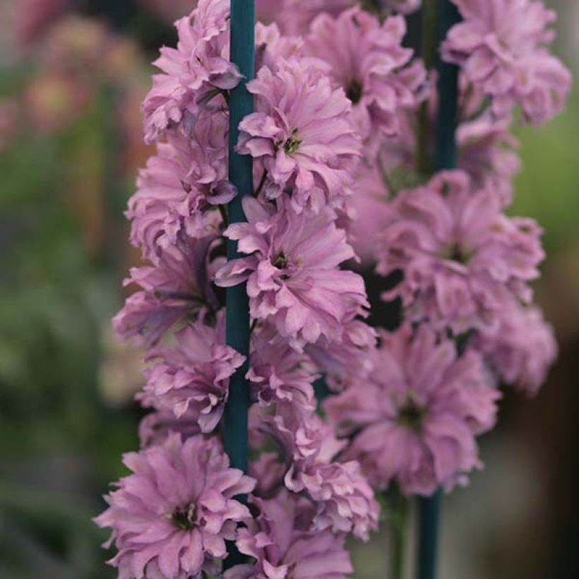 Ridderspoor Highlander Flamenco - Delphinium (Flowering)