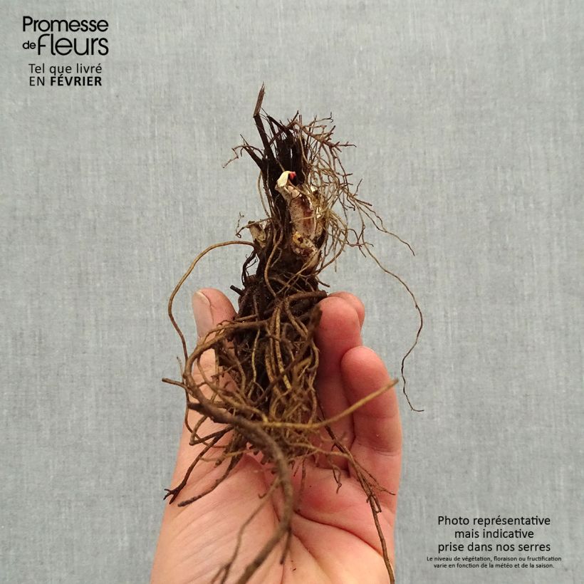 Example of Delphinium Highlander Sweet Sensation - Ridderspoor Naakte wortel as you get in hiver