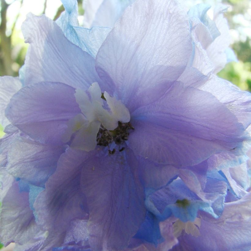 Delphinium Misty Mauves - Ridderspoor (Bloei)