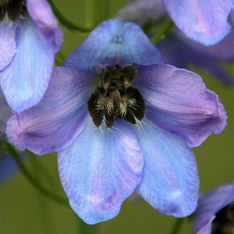 Ridderspoor Mrs Newton Lees - Delphinium (Bloei)