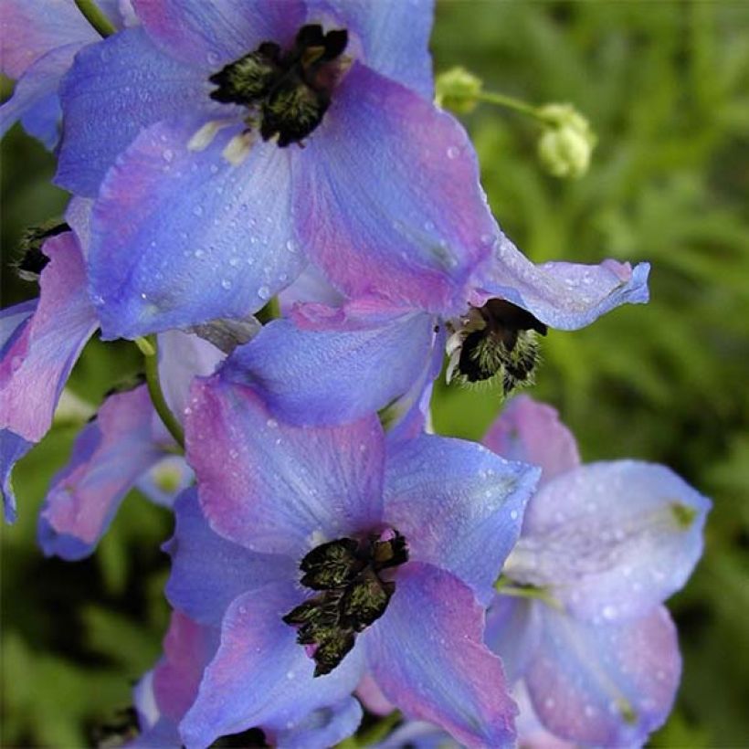 Delphinium Ouvertüre - Ridderspoor (Bloei)