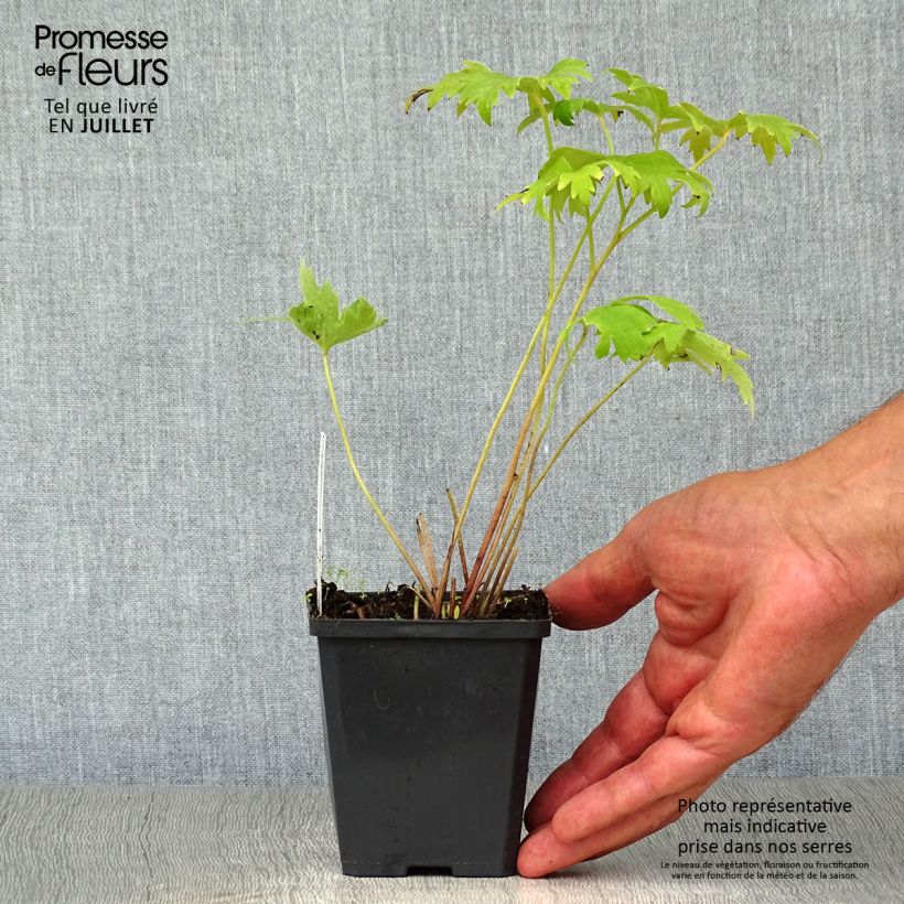 Exemplaar van Delphinium Pacific Astolat - Ridderspoor Kweekpotje van 8/9 cm zoals geleverd in de zomer