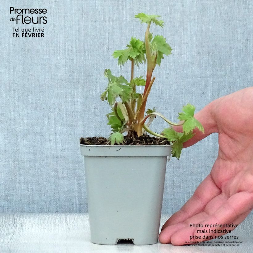 Example of Delphinium Pacific Astolat - Ridderspoor Kweekpotje van 8/9 cm as you get in hiver