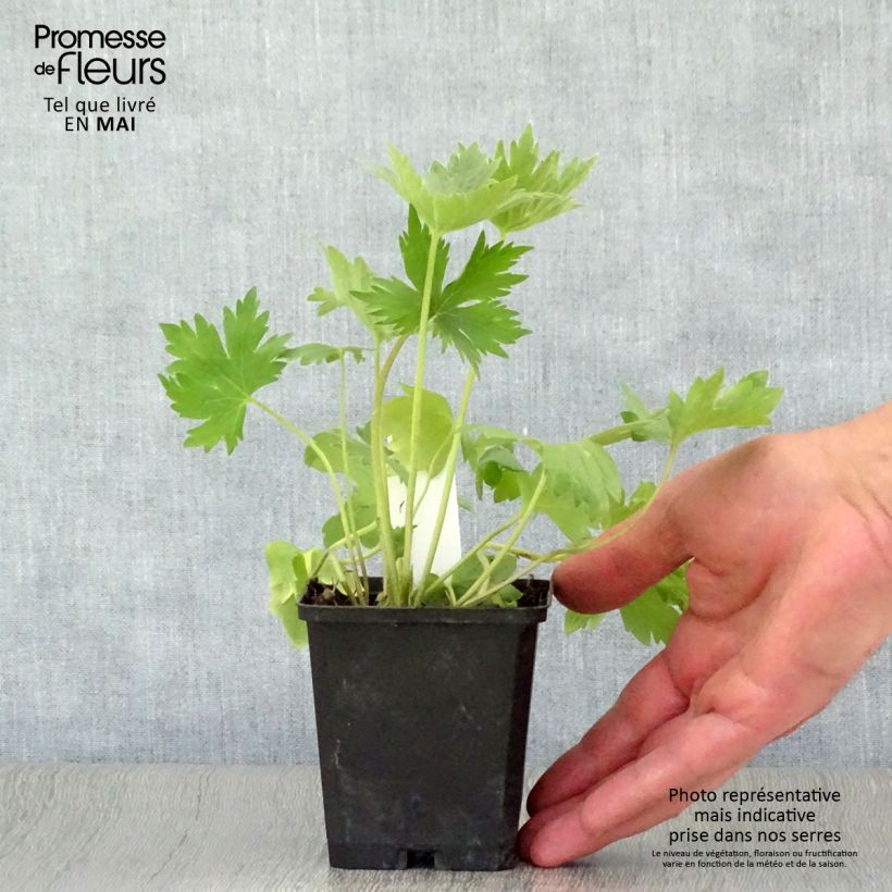 Exemplaar van Delphinium Pacific Astolat - Ridderspoor Kweekpotje van 8/9 cm zoals geleverd in de lente