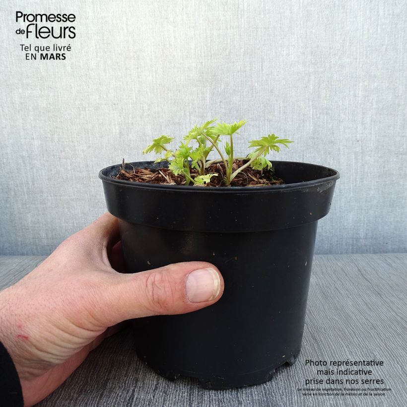 Example of Delphinium Pacific Astolat - Ridderspoor Pot van 2 l/3 l as you get in hiver