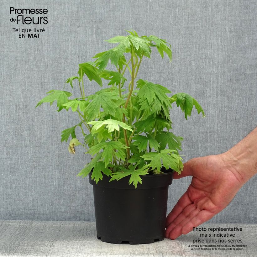 Exemplaar van Delphinium Pacific Astolat - Ridderspoor Pot van 2 l/3 l zoals geleverd in de lente