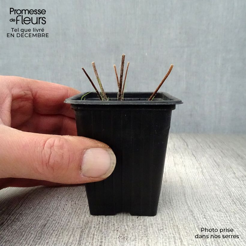 Example of Delphinium Pacific Black Knight - Ridderspoor Kweekpotje van 7/8 cm as you get in hiver