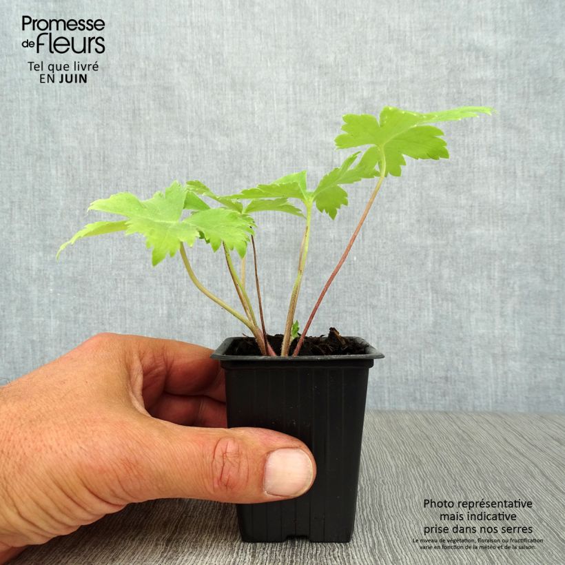 Exemplaar van Delphinium Pacific Black Knight - Ridderspoor Kweekpotje van 7/8 cm zoals geleverd in de zomer