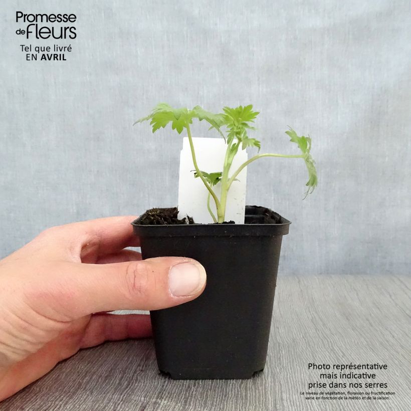 Exemplaar van Delphinium Pacific Black Knight - Ridderspoor Kweekpotje van 7/8 cm zoals geleverd in de lente